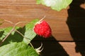 Macro close up of one isolated ripe red raspberry rubus idaeus, wooden wall of garden hut background focus on berry Royalty Free Stock Photo