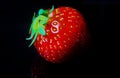 Macro close up of one single isolated ripe red strawberry with green leaves on black reflecting glass plate illuminated by studio Royalty Free Stock Photo