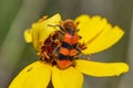 Macro Close up of Orange Checkered beetle Trichodes apiarius on a Stiff Greenthread flower. West Texas