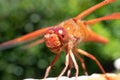 Macro close-up of an Orange Dragonfly with big eyes Royalty Free Stock Photo