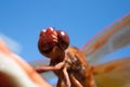 Macro close-up of an Orange Dragonfly Head Royalty Free Stock Photo