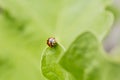 Macro close up of an orange Ladybug beetle on a bright green lea Royalty Free Stock Photo