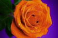 Macro close-up of an orange rose on purple background with water drops. Royalty Free Stock Photo