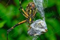 orb weaver spiders Royalty Free Stock Photo