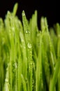 Macro close up of organic wheatgrass Royalty Free Stock Photo