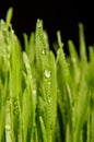 Macro close up of organic wheatgrass Royalty Free Stock Photo