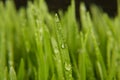 Macro close up of organic wheatgrass Royalty Free Stock Photo