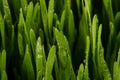 Macro close up of organic wheatgrass Royalty Free Stock Photo