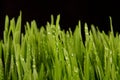 Macro close up of organic wheatgrass Royalty Free Stock Photo