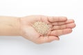 Macro Close up of Organic White Sesame seedsSesamum indicum or white Til with the shell on the palm of a Female hand.