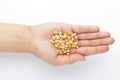 Macro Close up organic yellow corn seed or maize Zea mays on the palm of a Female hand. Royalty Free Stock Photo