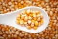 Macro Close up organic yellow corn seed or maize Zea mays on a white ceramic soup spoon in a blurred background.