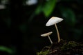 A macro close-up of a pair of mushrooms growing in damp soil Royalty Free Stock Photo