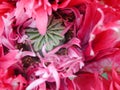 Red Papaver somniferum flower close up Royalty Free Stock Photo