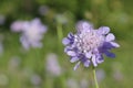 Macro close-up of a pastel purple small scabious flower growing in a green field