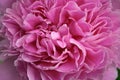 Macro close up peony flower. Petal blossom spring summer wedding decoration bouquet. Flowering paeony bright pink color Royalty Free Stock Photo