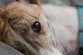 Macro close up of pet adopted greyhound`s face. Sleepy pet portrait Royalty Free Stock Photo