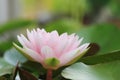 Macro close up petal lotus flower. Royalty Free Stock Photo