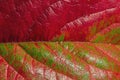 Macro close-up photo of an autumn red and green leaf. Detail of leaves from a tree Royalty Free Stock Photo