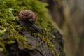 Macro close-up photograph of a Copse Snail (Arianta arbustorum) crawling over moss (Bryophyte species)