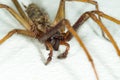 A big large male giant house spider on a white wall