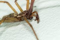 A big large male giant house spider on a white wall