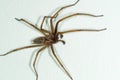 A big large male giant house spider on a white wall Royalty Free Stock Photo