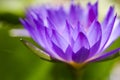 Macro close-up pictures of purple lotus petals in Zen style.