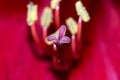 Macro close up of pink Amaryllis stamen and pestle Royalty Free Stock Photo