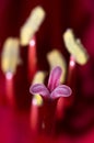 Macro close up of pink Amaryllis stamen and pestle Royalty Free Stock Photo