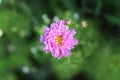 Pink Double Dutch Cosmo Flower Close up