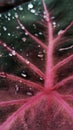 Macro Close-Up of Pink Leaf with Water Droplets Royalty Free Stock Photo
