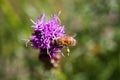 Macro close up of pink purple kobold flower Liatris spicata with view from above against blurred background. Pollination of