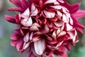 Macro Close up on Pink White Chrysanthemum Flower. Beautiful chrysanthemum flowers close up