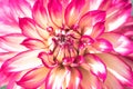 Macro close up of a pink and white Lady Darlene dahlia flower