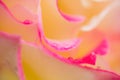 Macro close up of pink and yellow rose with drops of dew Royalty Free Stock Photo