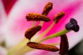 A macro close up of pollen on the stamen of a lilly flower Royalty Free Stock Photo