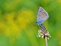 Polyommatus semiargus , The Mazarine blue butterfly , butterflies of Iran Royalty Free Stock Photo