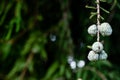 Macro close up of pond cypress with selective focus over the dark background with copy space. natural concept Royalty Free Stock Photo