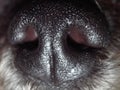 Macro close up of poodle dog nose Royalty Free Stock Photo