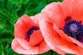 Macro Close Up Poppy in Full Bloom Royalty Free Stock Photo