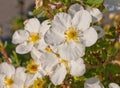 Spring flowers, white name Potentilla fruticosa.