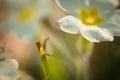 Macro close up of primrose, springtime symbol