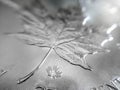 Macro close up of a pure Silver Bullion coin Royalty Free Stock Photo