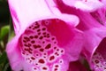Macro close up of purple flower foxglove digitalis purpurea Royalty Free Stock Photo