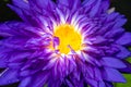 Macro close up purple lotus with yellow pollen symbol zen on nature background Royalty Free Stock Photo