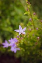 Macro close up of purple Serbian Bellflower bloom