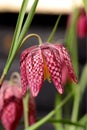 Snake`s Head Fritillary