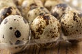 Macro close-up of quail eggs in transparent plastic egg cup, selective focus, on wooden table