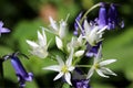 Wild ramsons, wild garlic